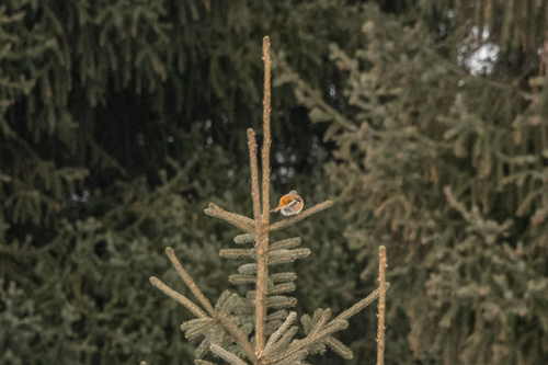 Eversmann's Redstart (Phoenicurus erythronotus), photo 4