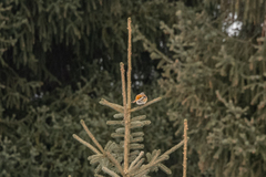 Phoenicurus erythronotus