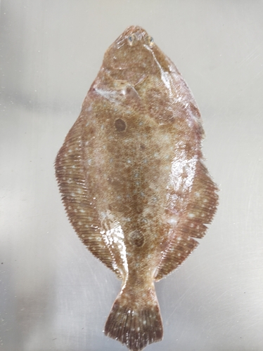 Patagonische bot (Paralichthys patagonicus) — Paralichthyidae — 3