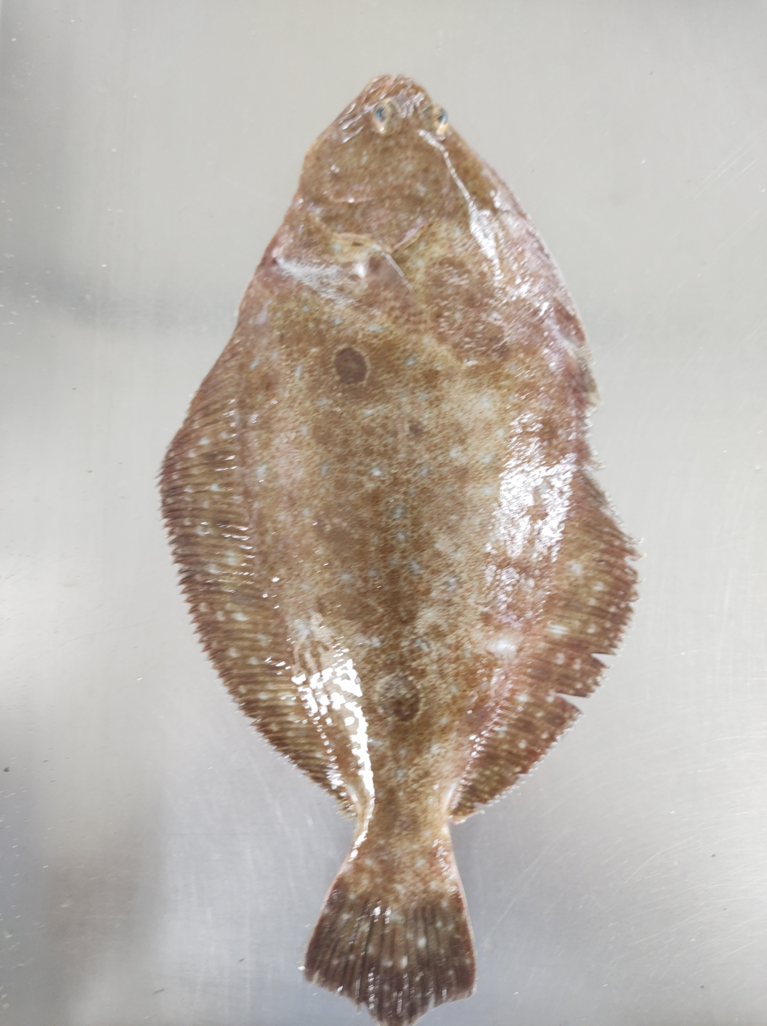 Patagonian Flounder photo 5