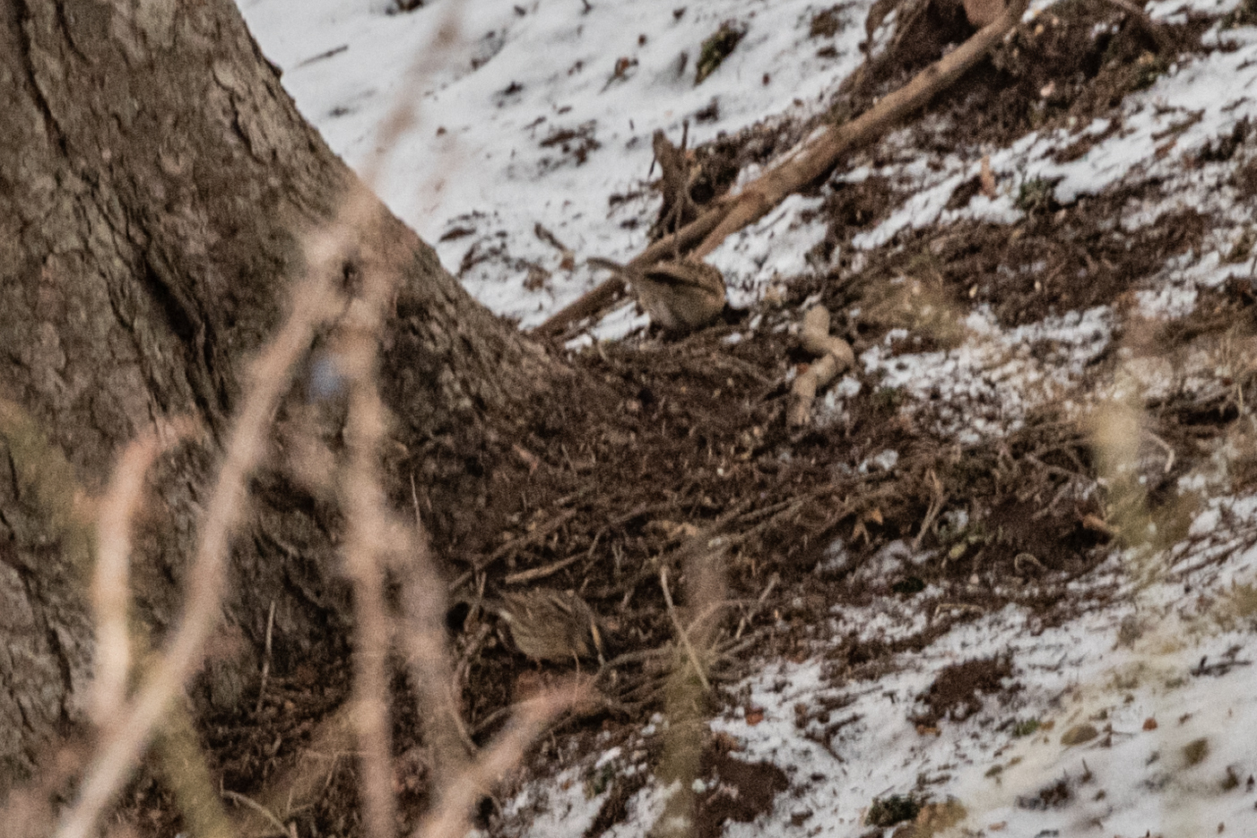 Black-throated Accentor