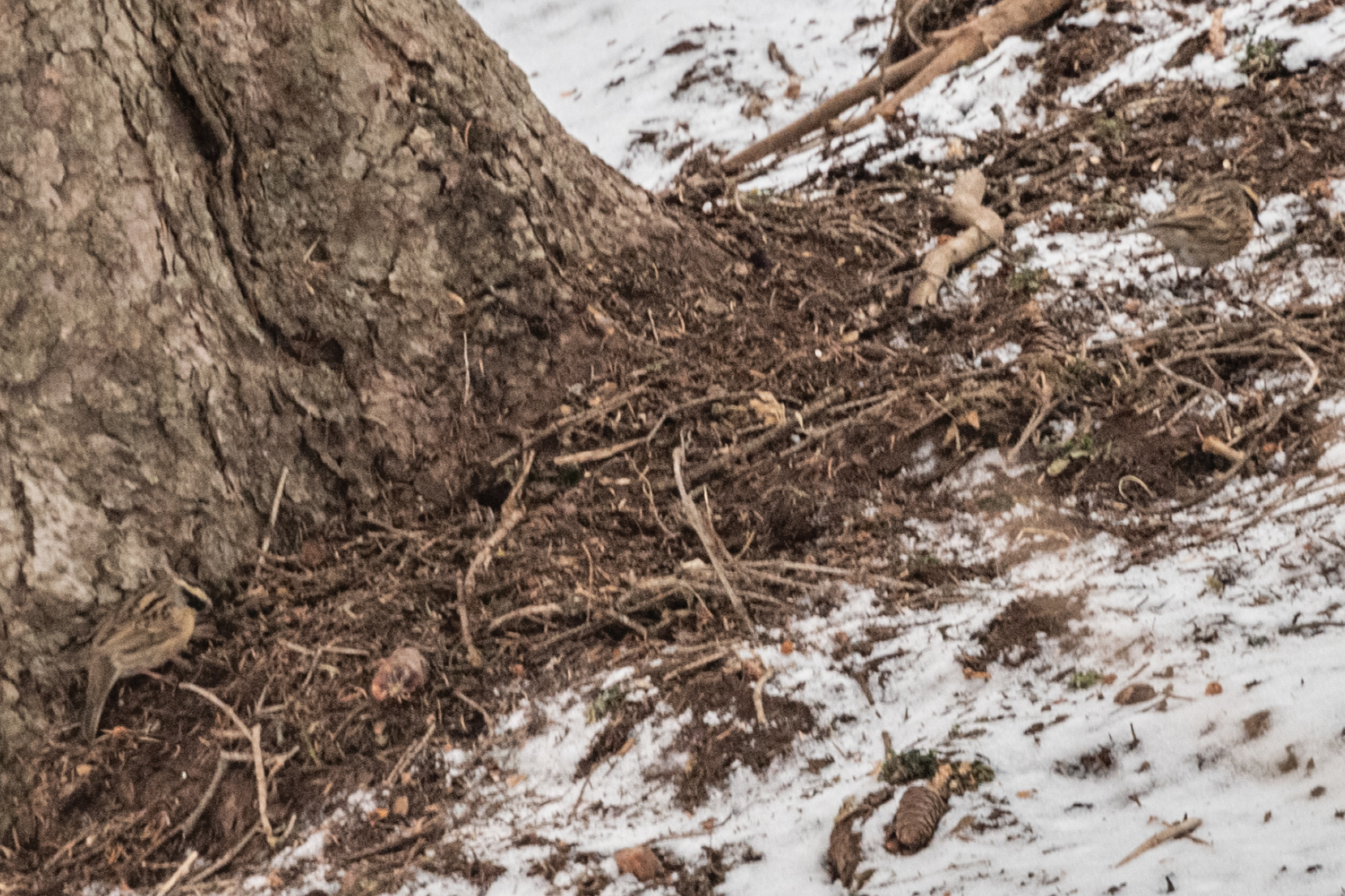 Black-throated Accentor