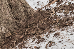 Prunella atrogularis