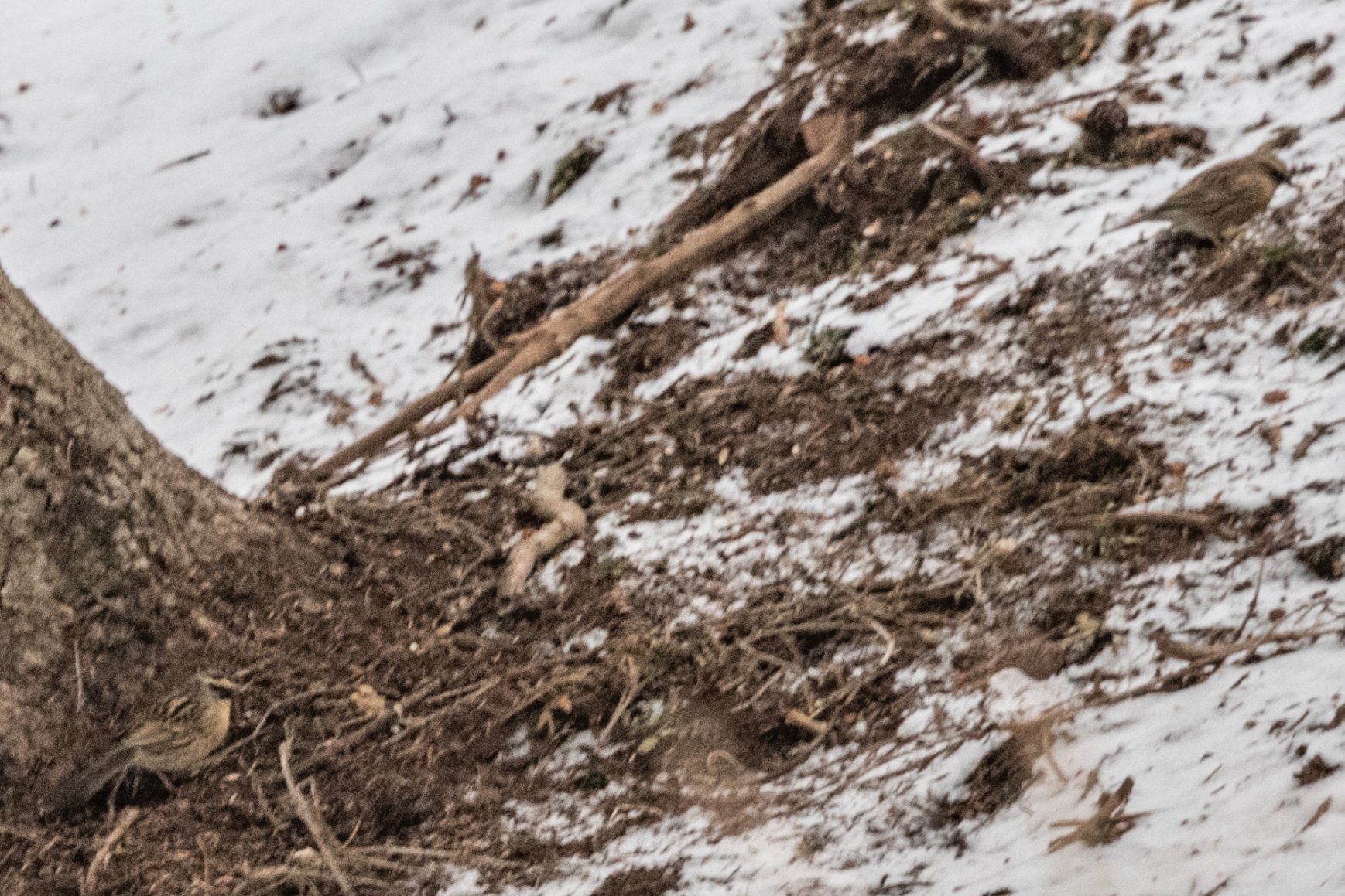 Black-throated Accentor