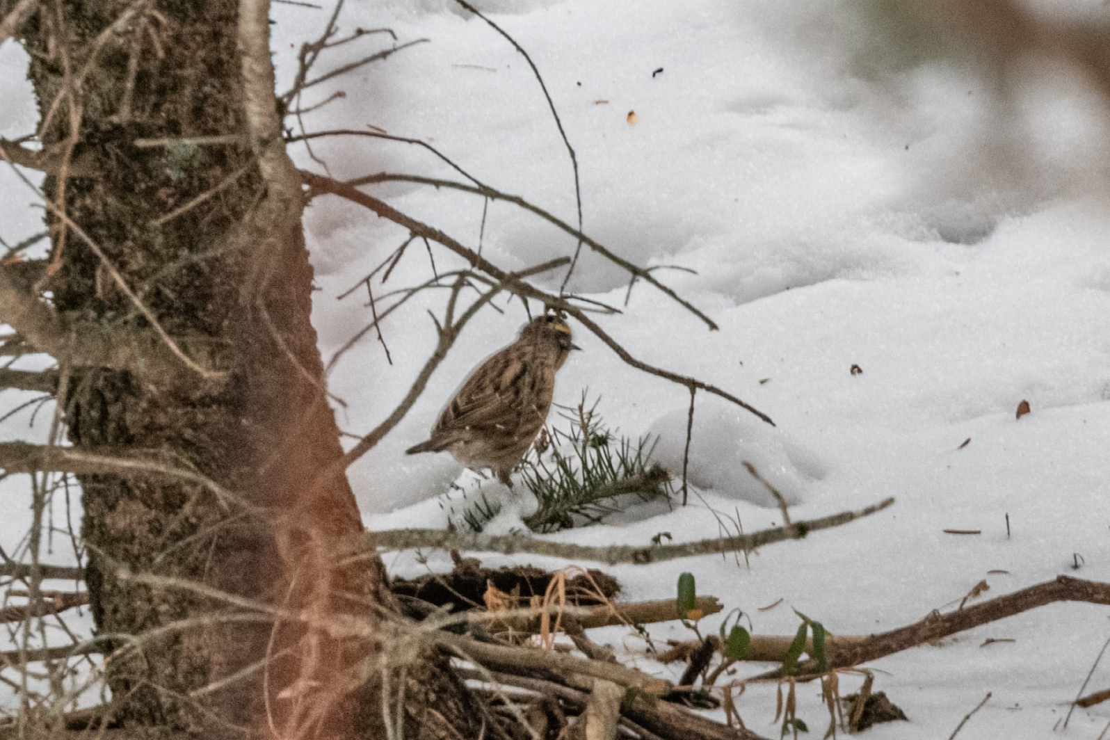 Black-throated Accentor