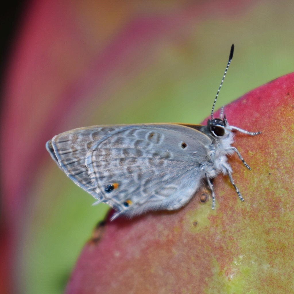Pale Hairtail