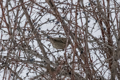 Carpodacus rhodochlamys