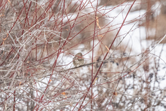 Carpodacus rhodochlamys
