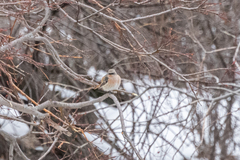 Phoenicurus erythronotus