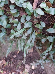Pyrrosia