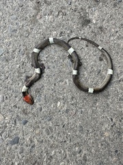 Pseudoleptodeira latifasciata