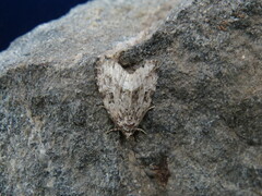 Protodeltote muscosula