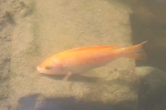 Oreochromis niloticus