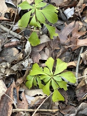 Pachysandra