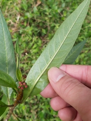 Asclepias curassavica