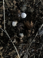 Geastrum fornicatum