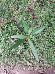 Asclepias curassavica