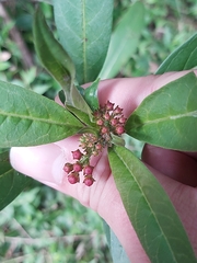 Asclepias curassavica