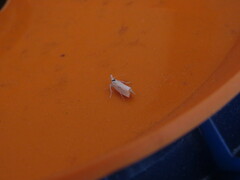 Crambus albellus
