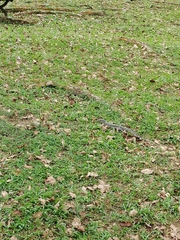 Varanus salvator macromaculatus