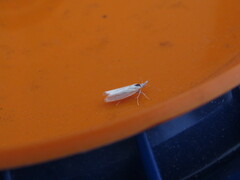 Crambus albellus