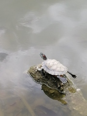 Trachemys scripta