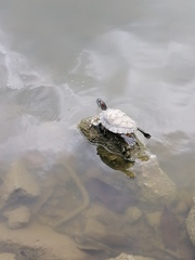 Trachemys scripta