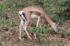 Nanger granti granti