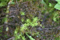 Tortella
