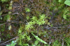 Tortella