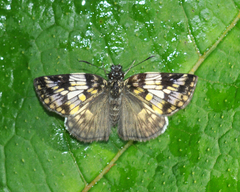 Potamanaxas laoma