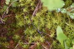 Tortella