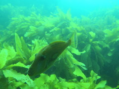 Meuschenia hippocrepis