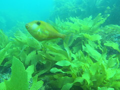 Meuschenia hippocrepis