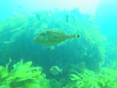 Meuschenia hippocrepis