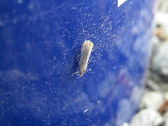Crambus albellus
