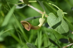 Aristolochia baetica