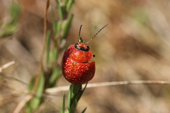 Paropsisterna cloelia