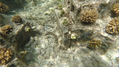 Synapta