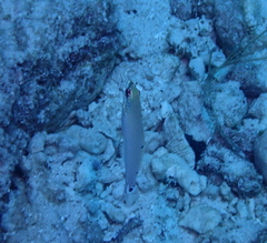 Halichoeres melasmapomus