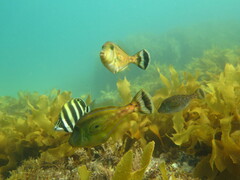 Meuschenia hippocrepis