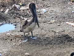 Pelecanus occidentalis