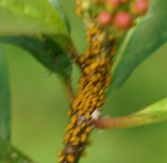 Aphis nerii
