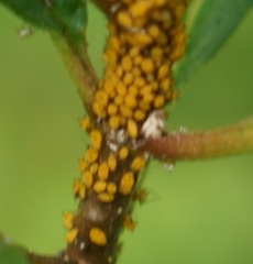 Aphis nerii