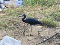 Egretta caerulea
