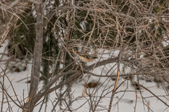 Phoenicurus erythronotus