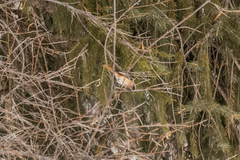 Phoenicurus erythronotus