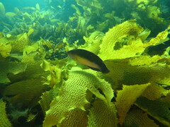 Austrolabrus maculatus