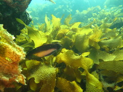 Austrolabrus maculatus