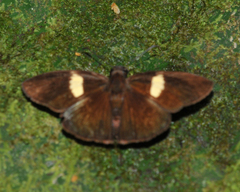 Potamanaxas flavofasciata